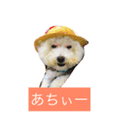 けんくん らぶ（個別スタンプ：6）