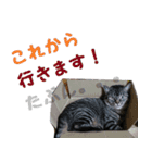 ねこスタンプ～ver.1～（個別スタンプ：4）