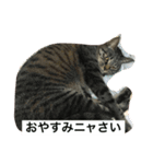 ごましおスタンプ＆赤飯（個別スタンプ：3）