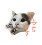 ごましおスタンプ＆赤飯（個別スタンプ：10）