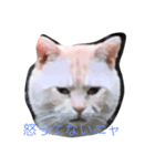 団地ネコ（個別スタンプ：3）