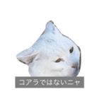 団地ネコ（個別スタンプ：5）