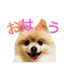 ポメラニアンのろーるちゃん（個別スタンプ：1）