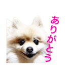 ポメラニアンのろーるちゃん（個別スタンプ：2）