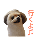 ポメラニアンのろーるちゃん（個別スタンプ：4）
