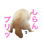 ポメラニアンのろーるちゃん（個別スタンプ：5）