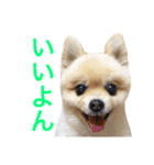 ポメラニアンのろーるちゃん（個別スタンプ：6）