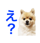 ポメラニアンのろーるちゃん（個別スタンプ：7）