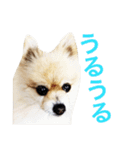 ポメラニアンのろーるちゃん（個別スタンプ：8）