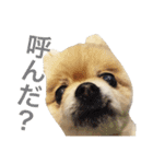 ポメラニアンのろーるちゃん（個別スタンプ：9）