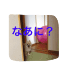 ポメラニアンのろーるちゃん（個別スタンプ：10）