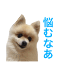 ポメラニアンのろーるちゃん（個別スタンプ：11）