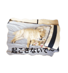 ポメラニアンのろーるちゃん（個別スタンプ：13）