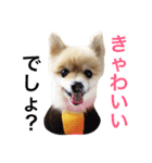 ポメラニアンのろーるちゃん（個別スタンプ：14）
