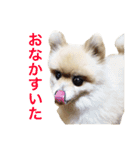 ポメラニアンのろーるちゃん（個別スタンプ：15）
