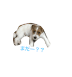 ジャックラッセルテリア2（個別スタンプ：8）