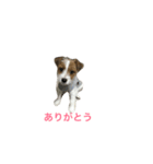 ジャックラッセルテリア2（個別スタンプ：10）