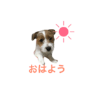 ジャックラッセルテリア2（個別スタンプ：13）