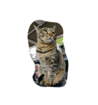 猫とネコ（個別スタンプ：2）