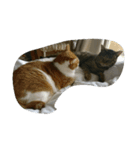 猫とネコ（個別スタンプ：3）