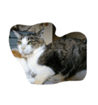 猫とネコ（個別スタンプ：4）