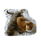 猫とネコ（個別スタンプ：5）