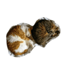 猫とネコ（個別スタンプ：6）