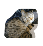 猫とネコ（個別スタンプ：7）