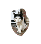 猫とネコ（個別スタンプ：8）