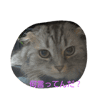 AIMARIOJACKAQUA（個別スタンプ：2）