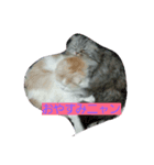 ジャックアクア（個別スタンプ：1）