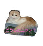 ジャックアクア（個別スタンプ：2）