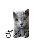 ねこといぬととり（個別スタンプ：3）
