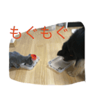 ねこといぬととり（個別スタンプ：4）