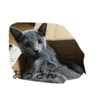 ねこといぬととり（個別スタンプ：6）