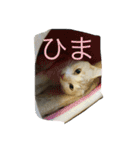 ねこといぬととり（個別スタンプ：8）