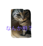 ねこといぬととり（個別スタンプ：9）