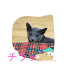 ねこといぬととり（個別スタンプ：13）