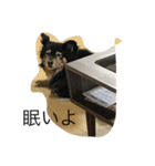 ねこといぬととり（個別スタンプ：15）