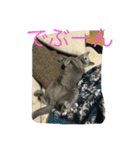 ねこといぬととり（個別スタンプ：17）