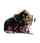 ねこといぬととり（個別スタンプ：18）