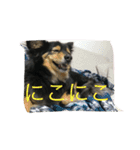 ねこといぬととり（個別スタンプ：19）