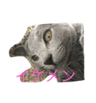 ねこといぬととり（個別スタンプ：20）