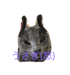 ねこといぬととり（個別スタンプ：21）