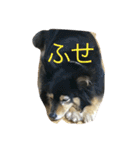 ねこといぬととり（個別スタンプ：24）