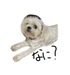 My dog(^^)（個別スタンプ：1）