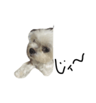 My dog(^^)（個別スタンプ：4）