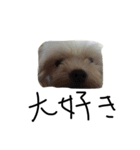 My dog(^^)（個別スタンプ：5）