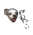 My dog(^^)（個別スタンプ：6）