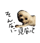 My dog(^^)（個別スタンプ：7）